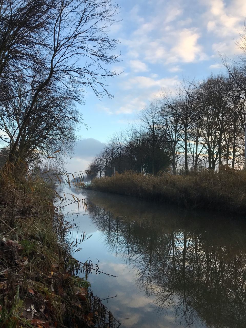 water, tree, plant, sky, tranquility, tranquil scene, cloud - sky, scenics - nature, lake, nature, beauty in nature, bare tree, no people, reflection, non-urban scene, day, growth, outdoors