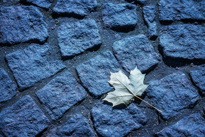 High angle view of dry leaves on footpath