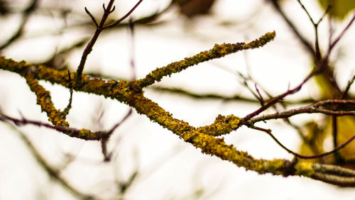 Close-up of branches against blurred background