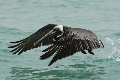 Bird flying over sea