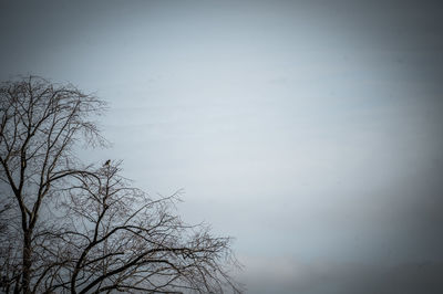 Low angle view of bare tree against clear sky