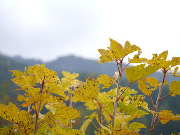 Close-up of yellow leaves against sky