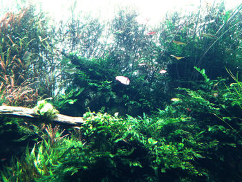 Close-up of plants growing on land