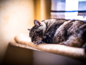 Close-up of a cat sleeping