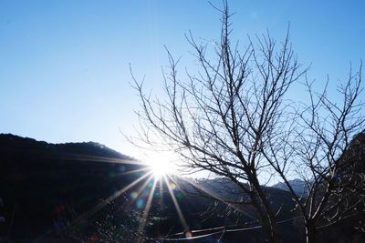 Low angle view of bare trees against sky