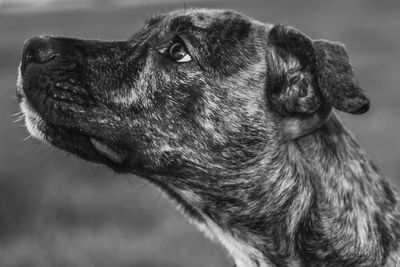 Close-up of a dog looking away