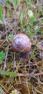 Close-up of snail on ground