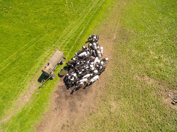 High angle view of crab on field