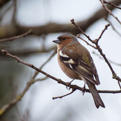 Close-up of bird perching on branch