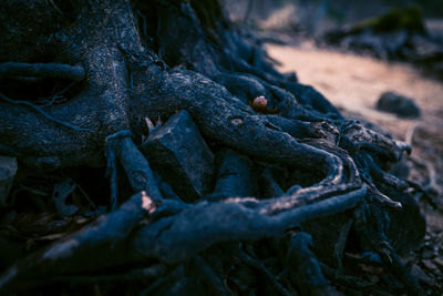 Close-up of rusty metal chain on field