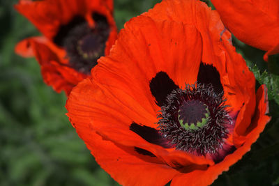 Close-up of orange poppy