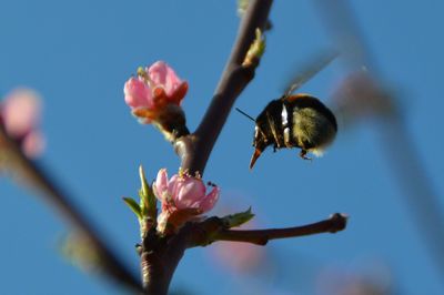 Low angle view of pink flowers against blue sky