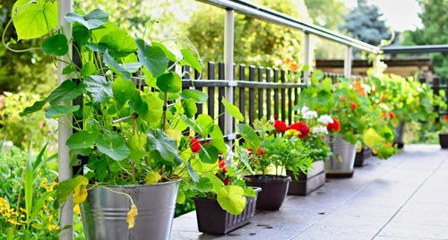 Potted plants in greenhouse