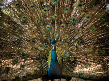 Close-up of peacock