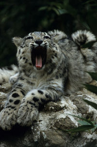 Close-up of a cat yawning