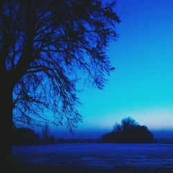 Bare trees on landscape