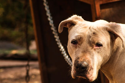 Close-up portrait of a dog