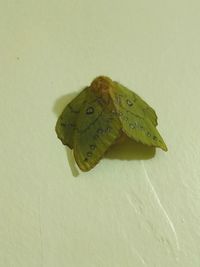 Close-up of butterfly on leaf against wall