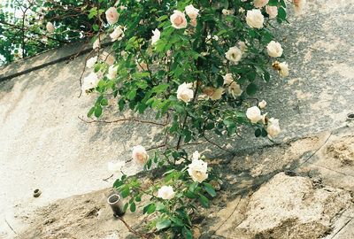 High angle view of fresh flower plants