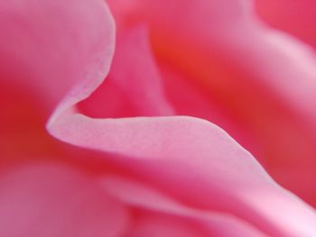 Close-up of pink red flower