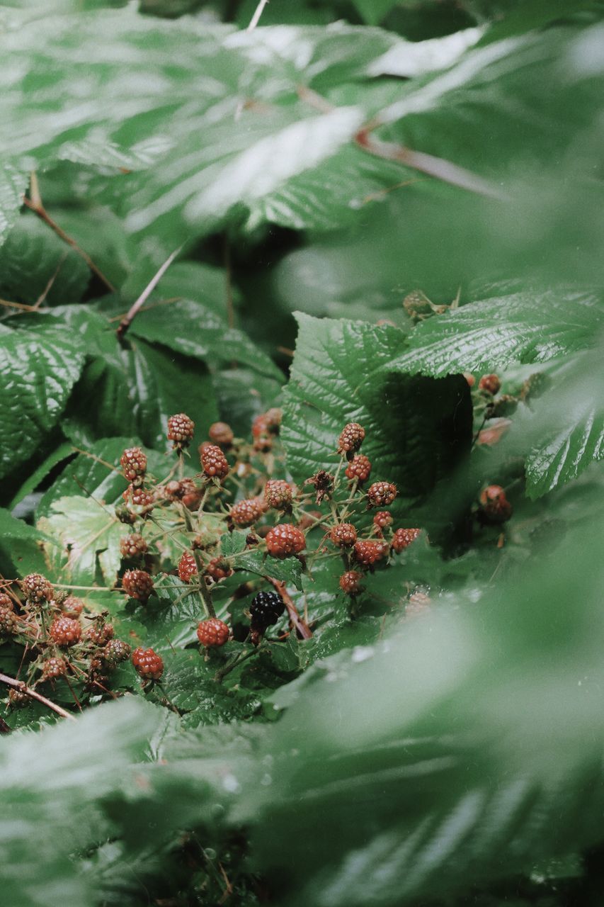 CLOSE-UP OF FRESH GREEN LEAVES