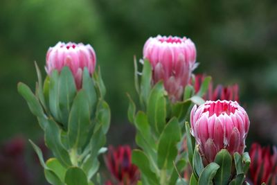 Close-up of pink tulips