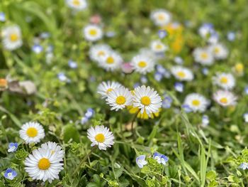 Close-up of white daisy flowers