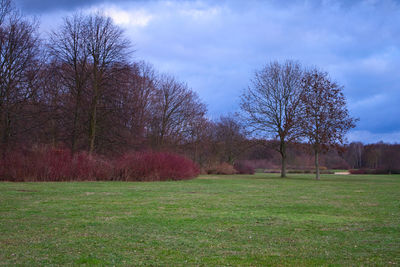 Trees on field against sky