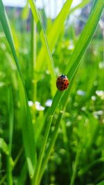 Close-up of ladybug on leaf