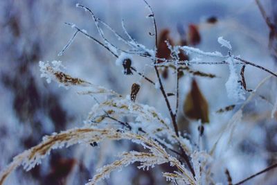 Close-up of frozen plant during winter