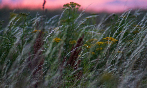 Close-up of wheat growing on field