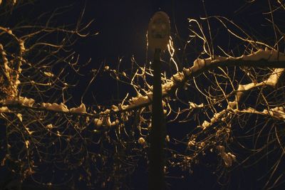 View of illuminated bare trees at night