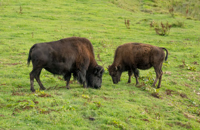 Bison grazing