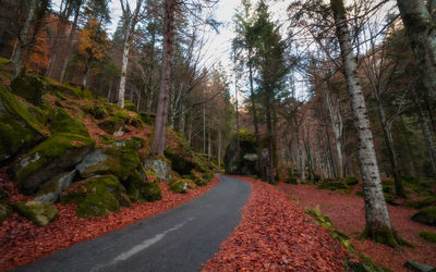 Road amidst trees in forest