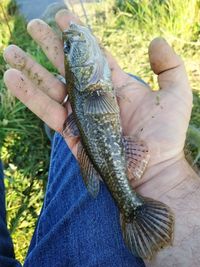 Close-up of person holding fish