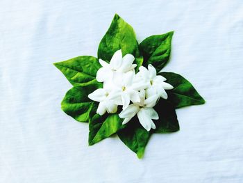 Close-up of white flowering plant