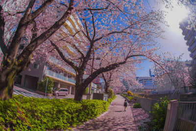 View of cherry blossom trees in city