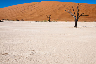 Bare tree in desert
