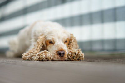 Portrait of dog lying down