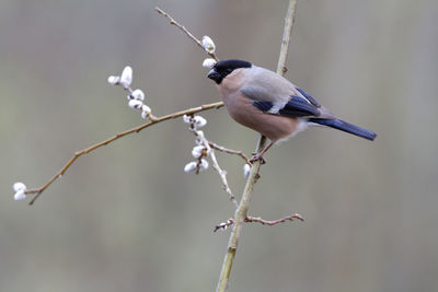 Close-up of bird perching on branch