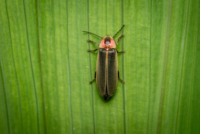 A top view of a firefly or lightning bug on a green plant.