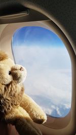 Close-up of teddy bear by airplane window