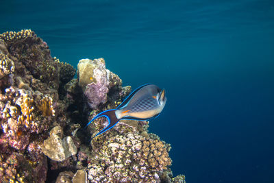 Close-up of coral swimming in sea