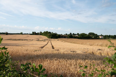 Scenic view of agricultural field against sky