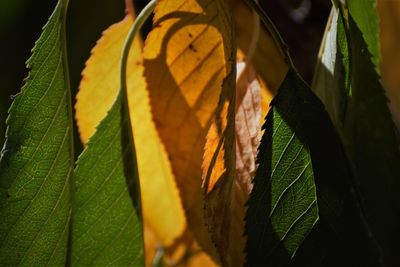 Close-up of yellow leaves on plant