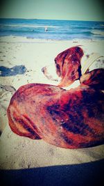 Close-up of dog on beach against sky