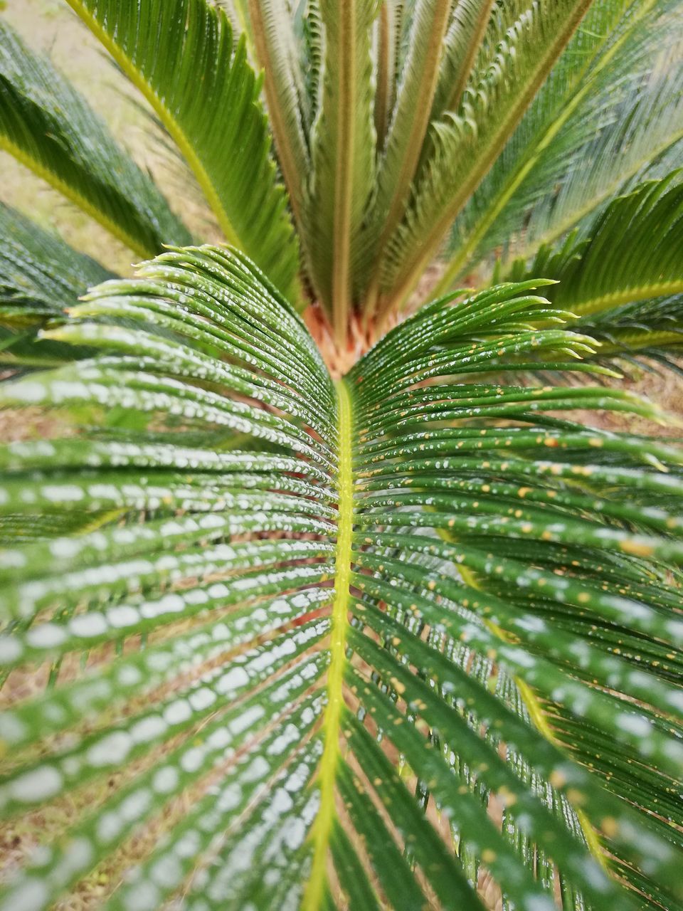 leaf, plant part, plant, green color, growth, close-up, beauty in nature, nature, day, no people, backgrounds, full frame, selective focus, natural pattern, outdoors, green, tree, freshness, palm leaf, tropical climate, leaves