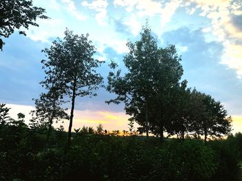 Low angle view of silhouette trees against sky during sunset