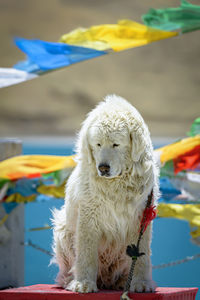 Close-up portrait of dog against boat