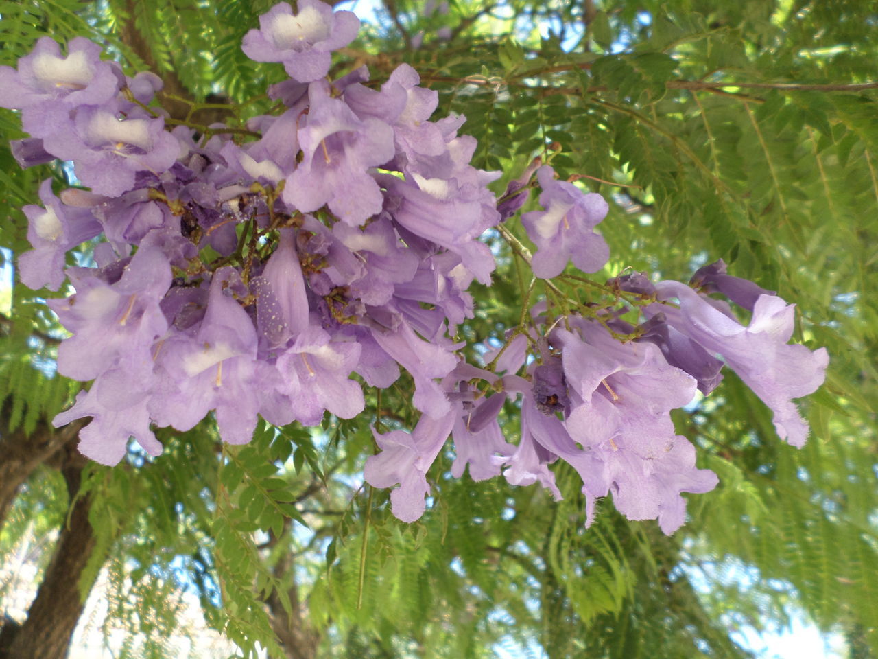 CLOSE-UP OF PURPLE FLOWERING PLANTS